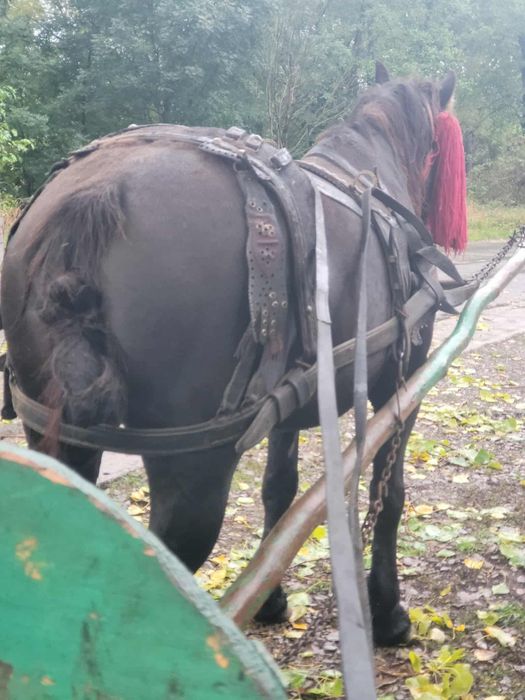 iapă foarte bună de lucru