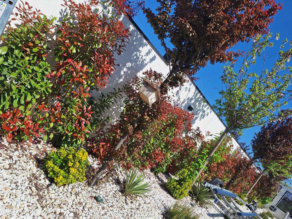 Garduri Vii deosebite | Photinia Red Robin + Grădini Personalizate