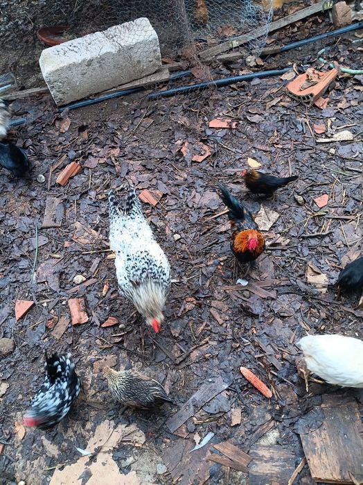 Vand gaini frumoase mici si mari, perlate, americane