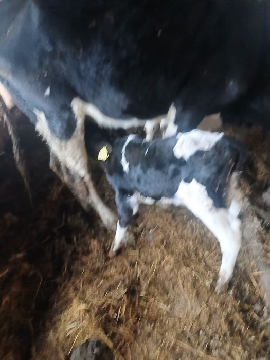 Vand un tauras sugar