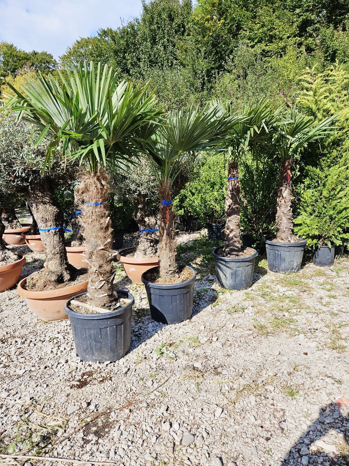 Vindem palmieri trachycarpus fortunei