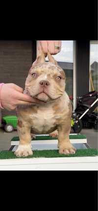 American Bully Pocket Extreme