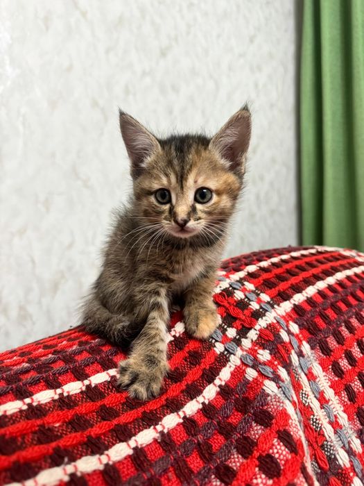 Ачеравашки котята девочки