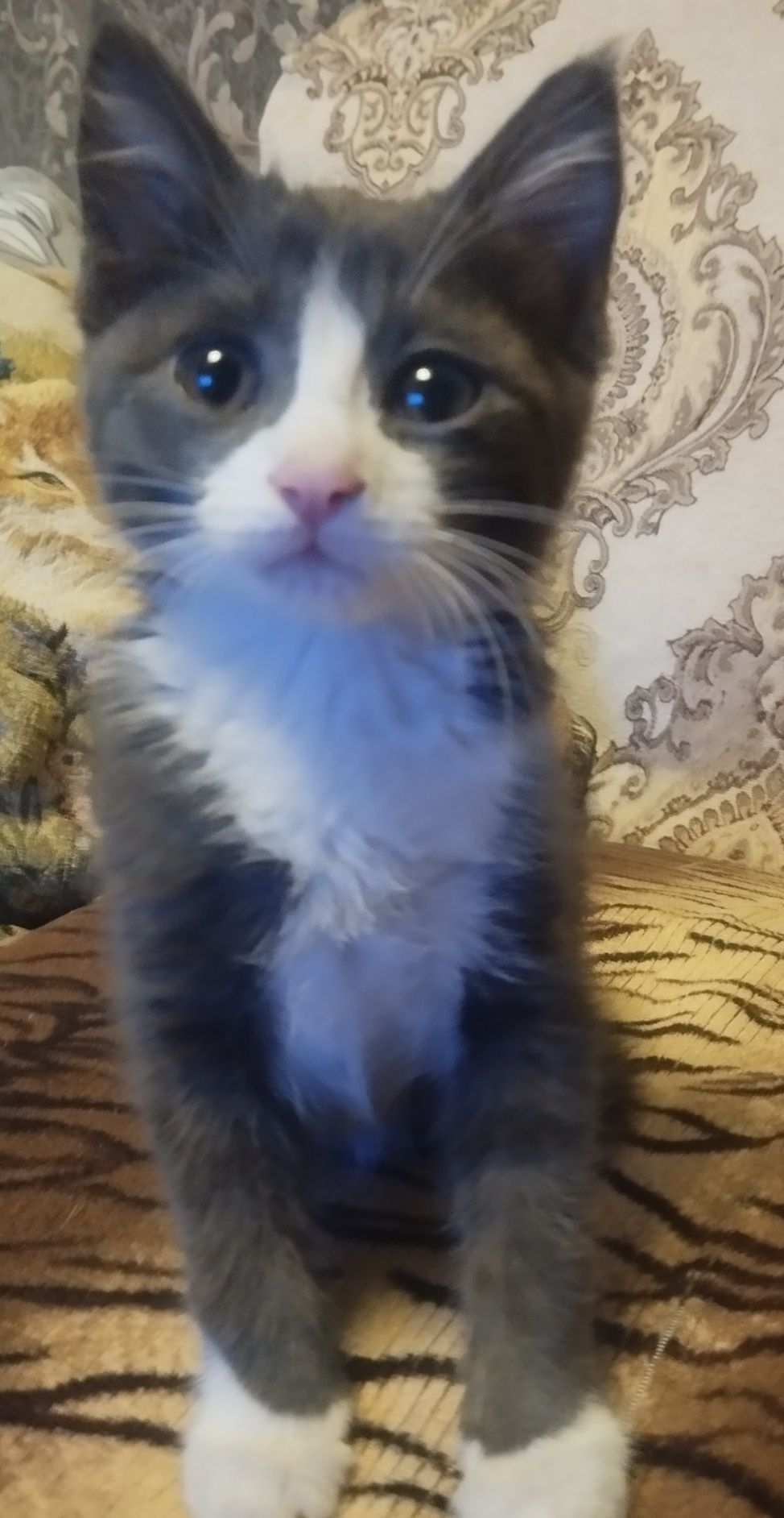 Котик Тема (2,5 мес)