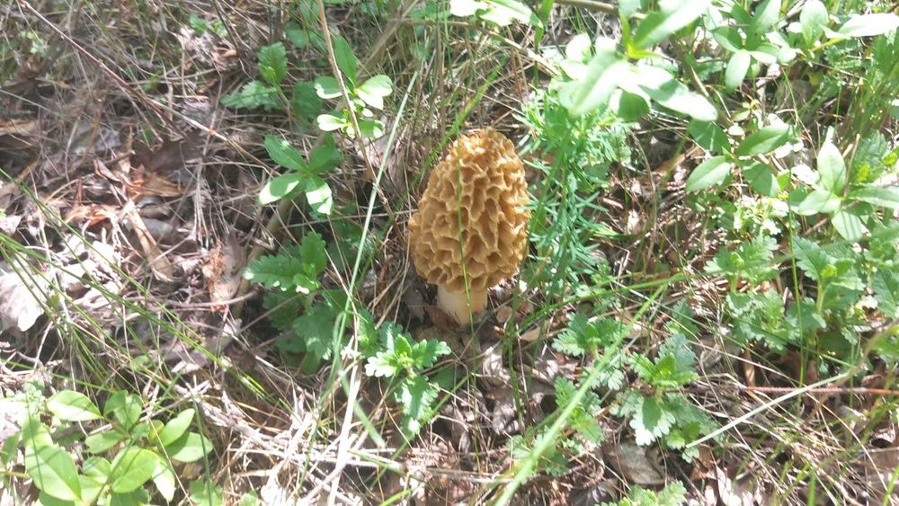 Zbarciogi morcela esculenta
