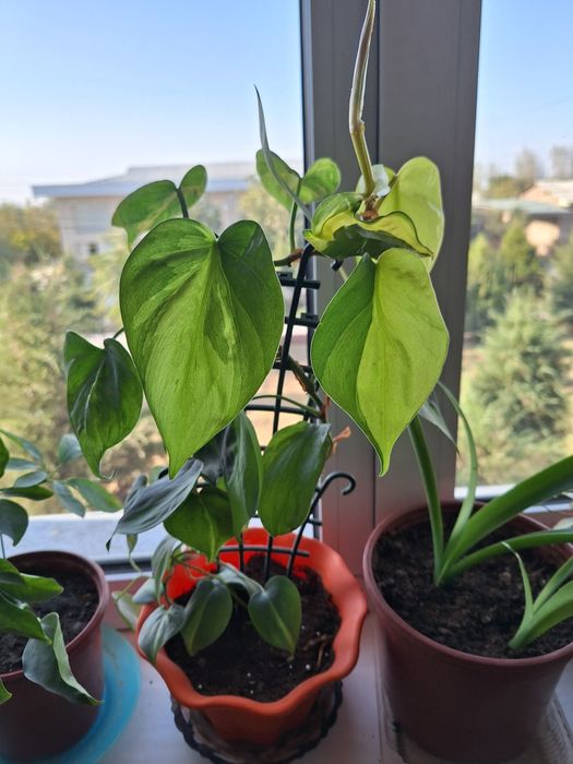 Цветы домашние. .