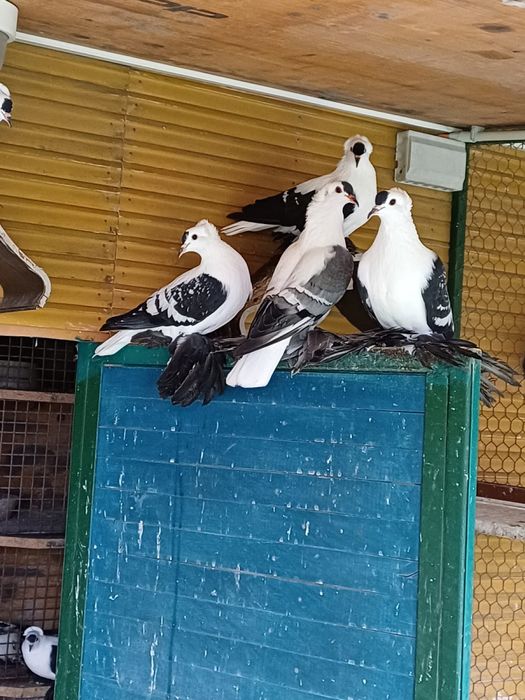 Randunele sacxonia de vanzare