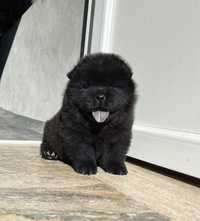Vand pui chow chow