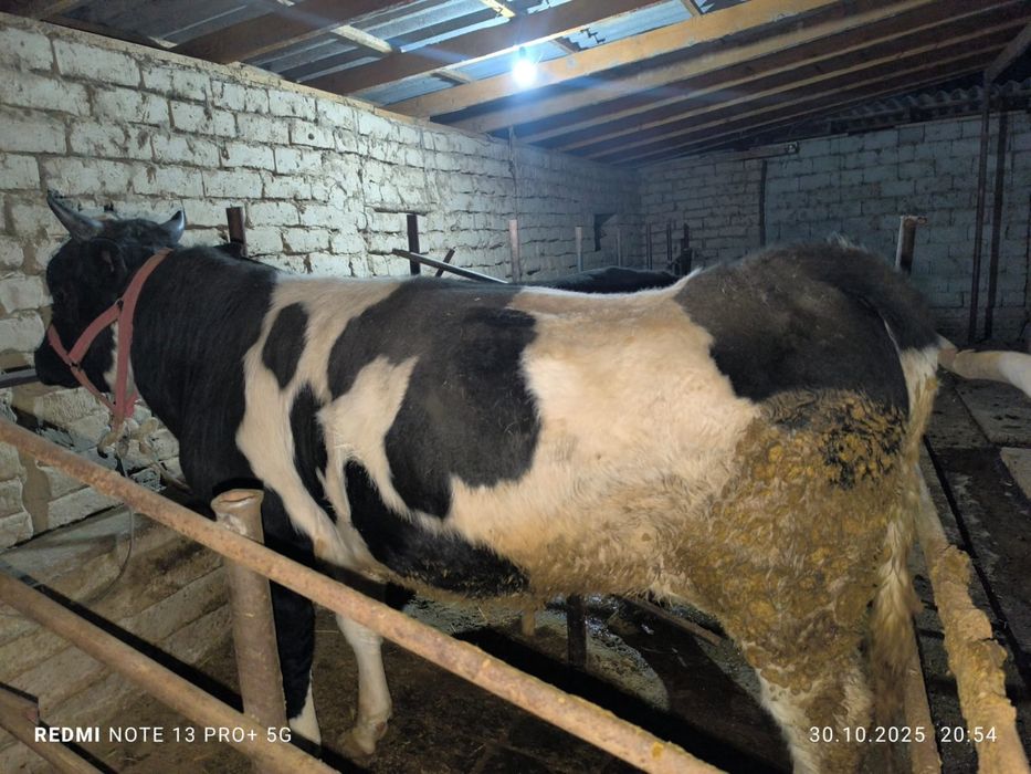 Бардақы 2 жас өгіздер сатылады