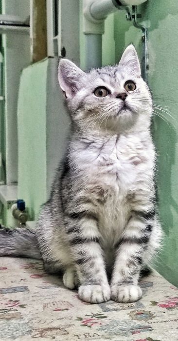 Котята скоттиш страйт