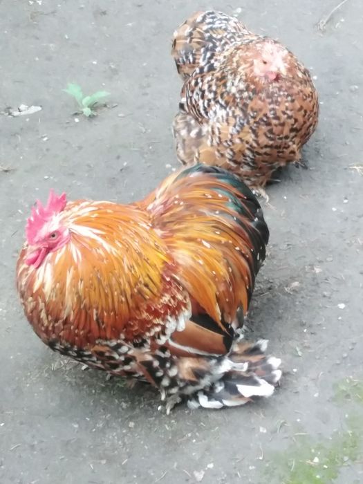 Продавам кохин петле