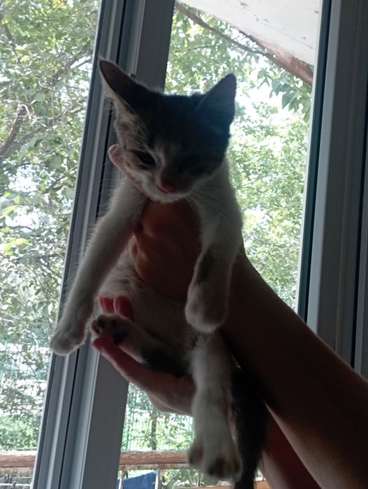 Отдам котенка мальчика