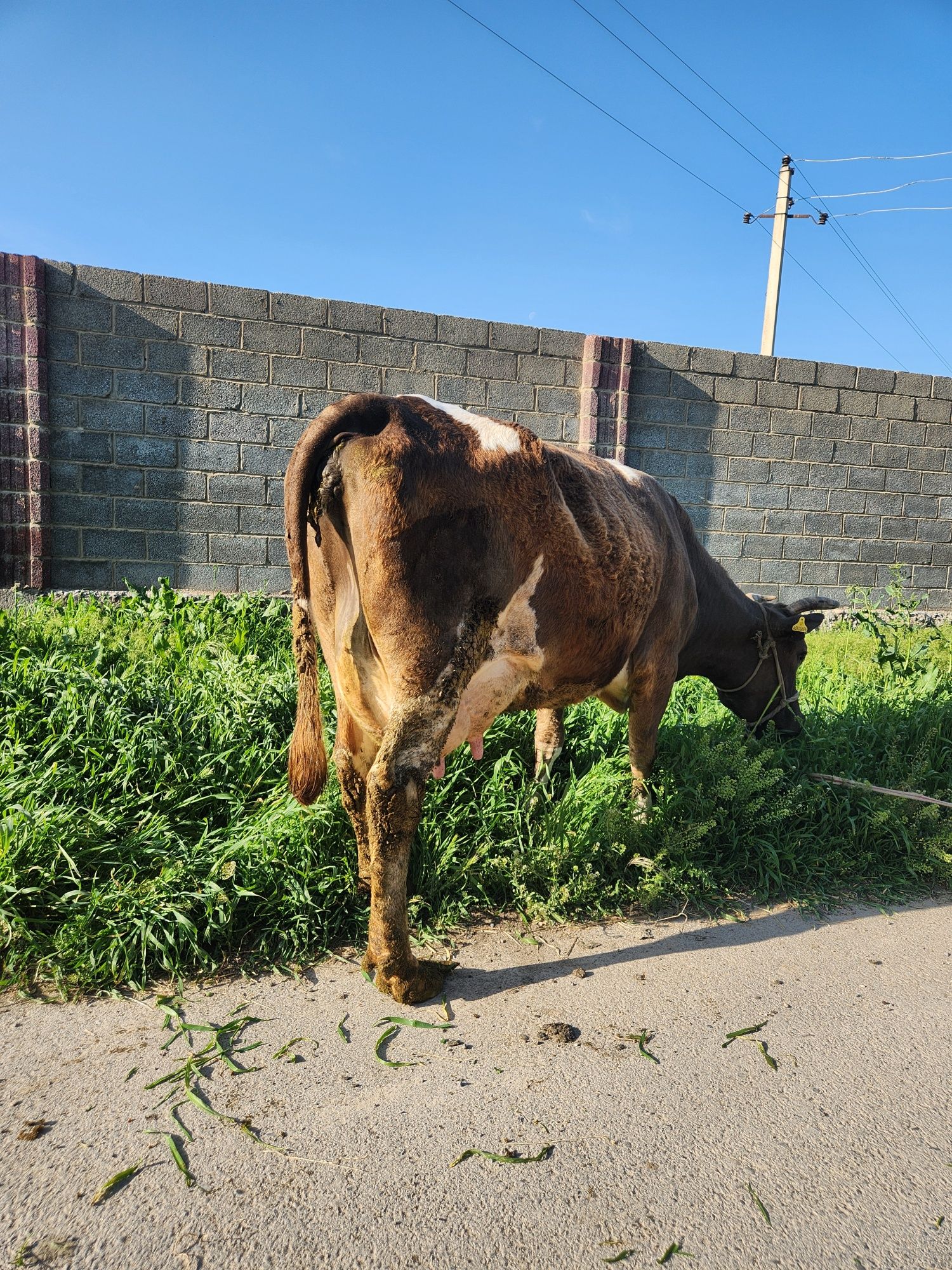 Корова с теленком дойная телёнок бычок 18 лит молока  осталось по тел