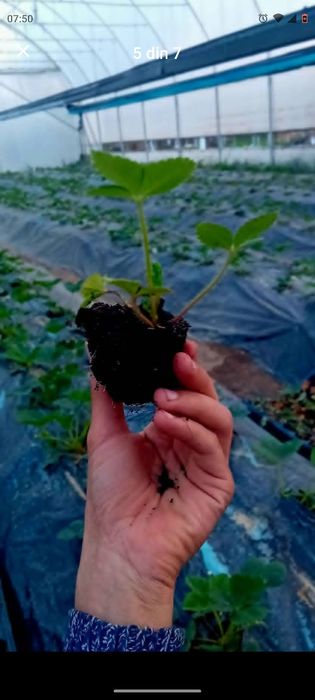 Vând stoloni de capsuni