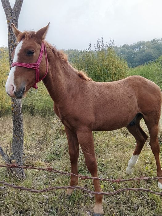 Vând mânz vârstă 6 luni !