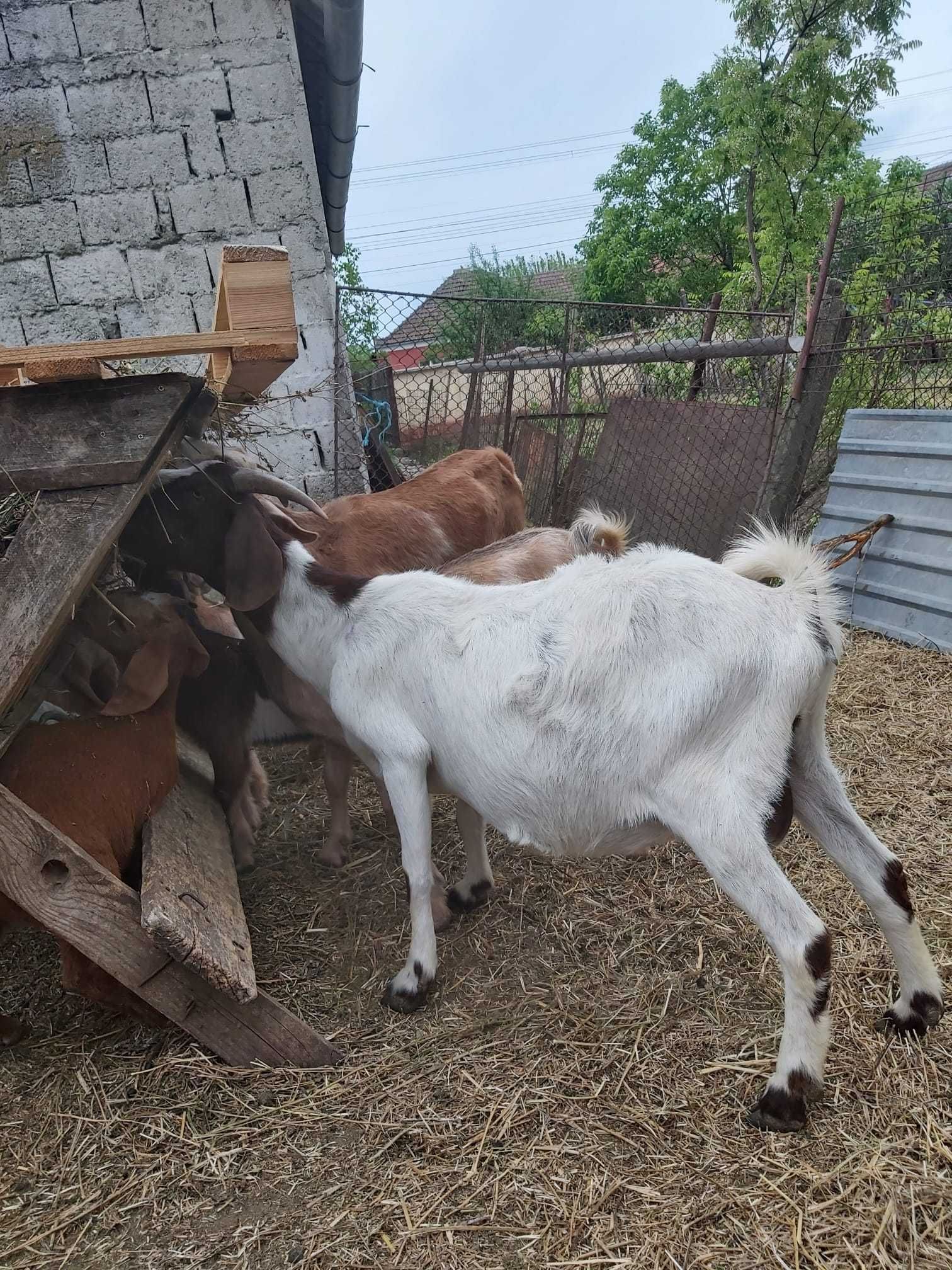 Capre și Iezi de rasă Anglonubian și rasa Boier.