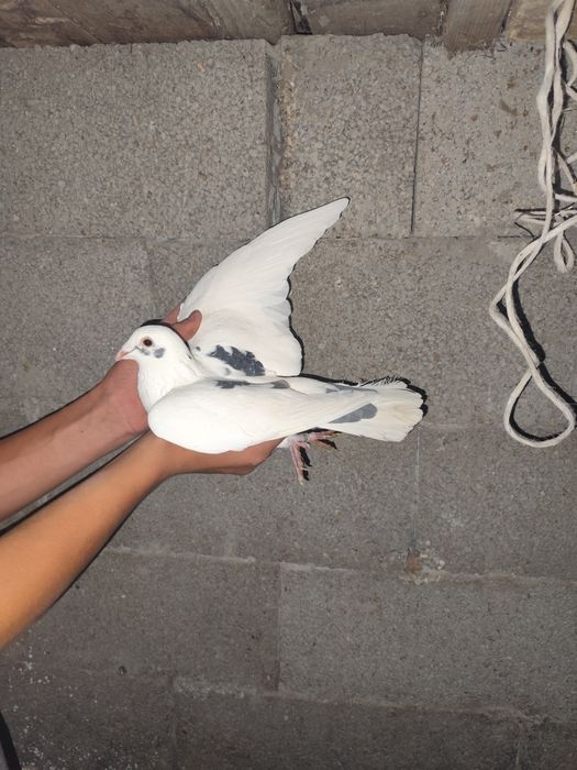 De vânzare porumbei voiajori