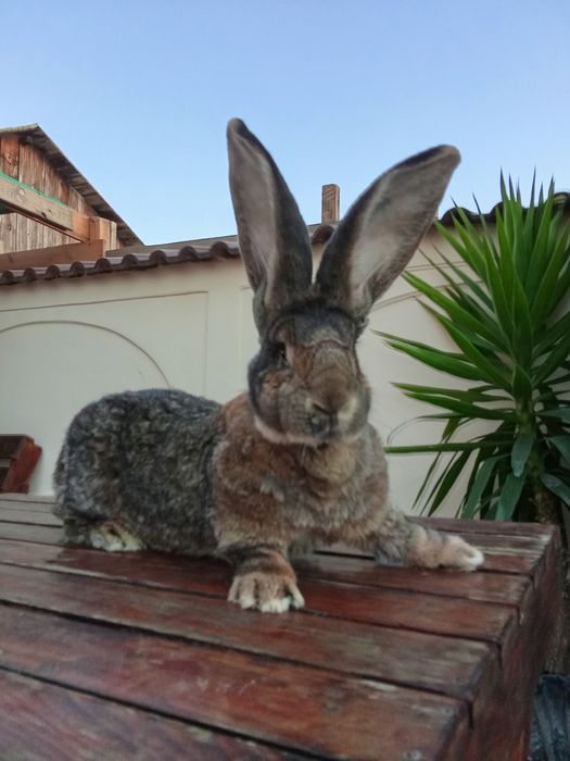 Vând iepuri uriași germani-gri