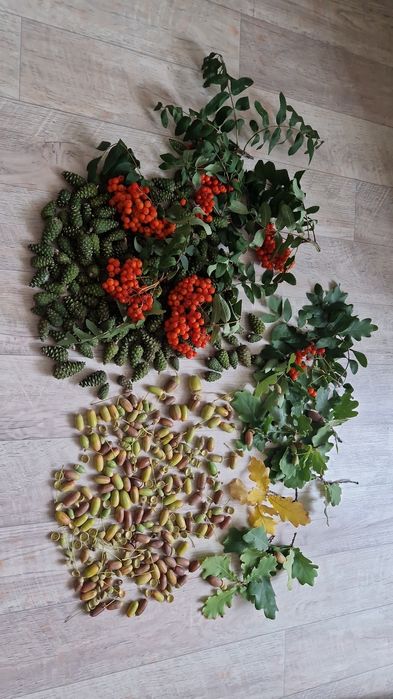 Шишки сосновые и еловые, жёлуди дуба для детского творчества, декора