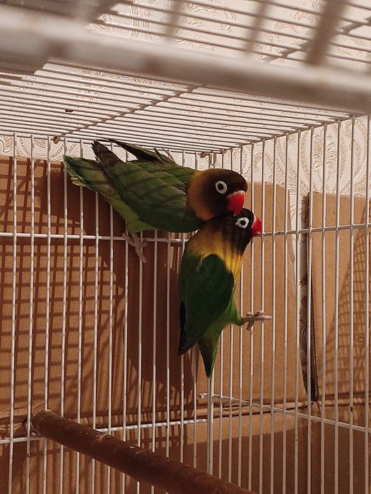 2 ta para maska qushlari sotiladi