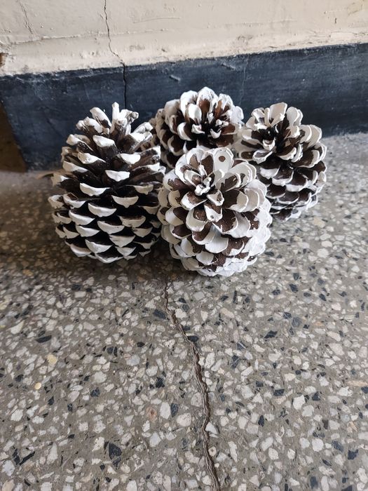 Шишарки за декорация