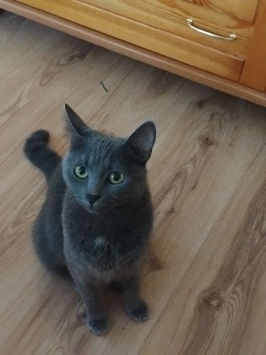 Синя руска котка