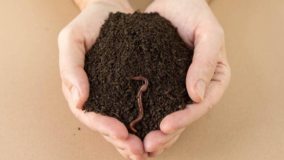 Биогумус удобрение