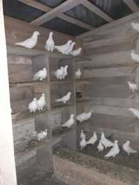 porumbei albi de vanzare