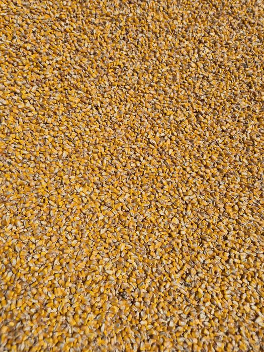 Vand porumb,grau,orz ,mazare ,tarața,