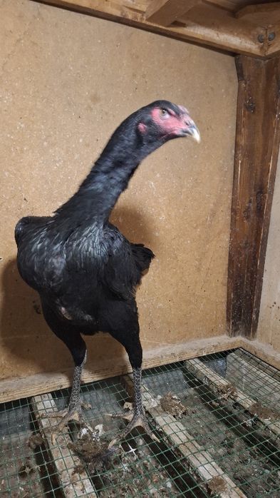 Дакан товуқ сотилади