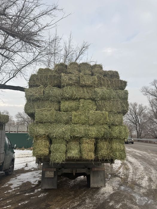 Клевер с доставкой