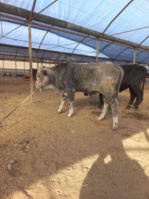 Новосча сотилади