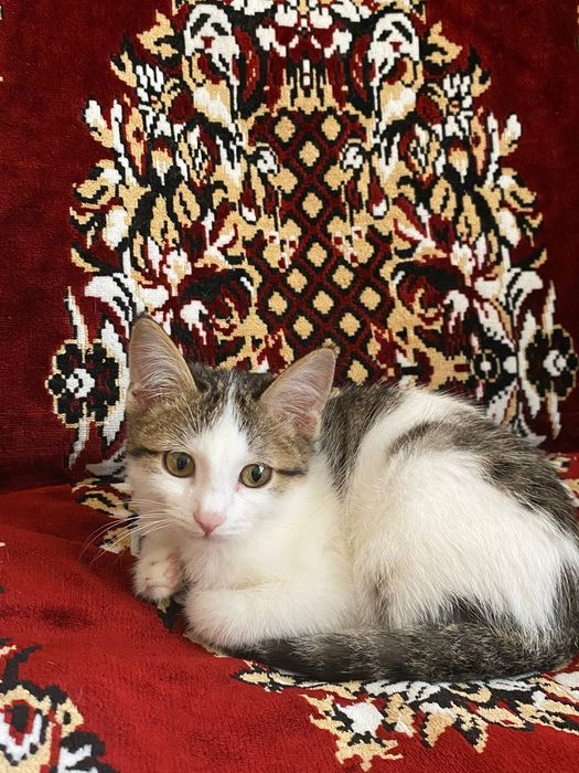 Кошка отдам в хорошие руки