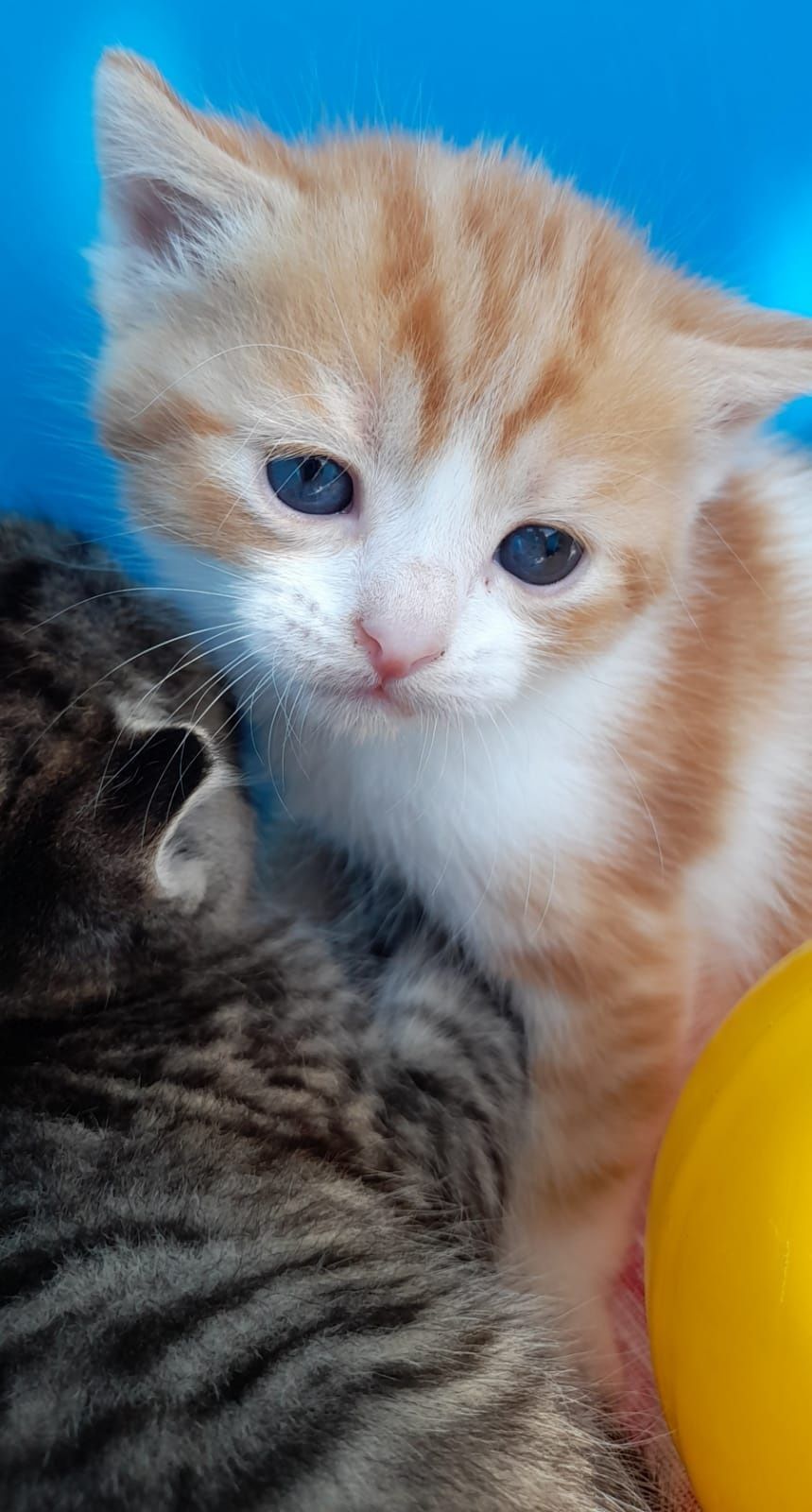 Котята ищут дом!