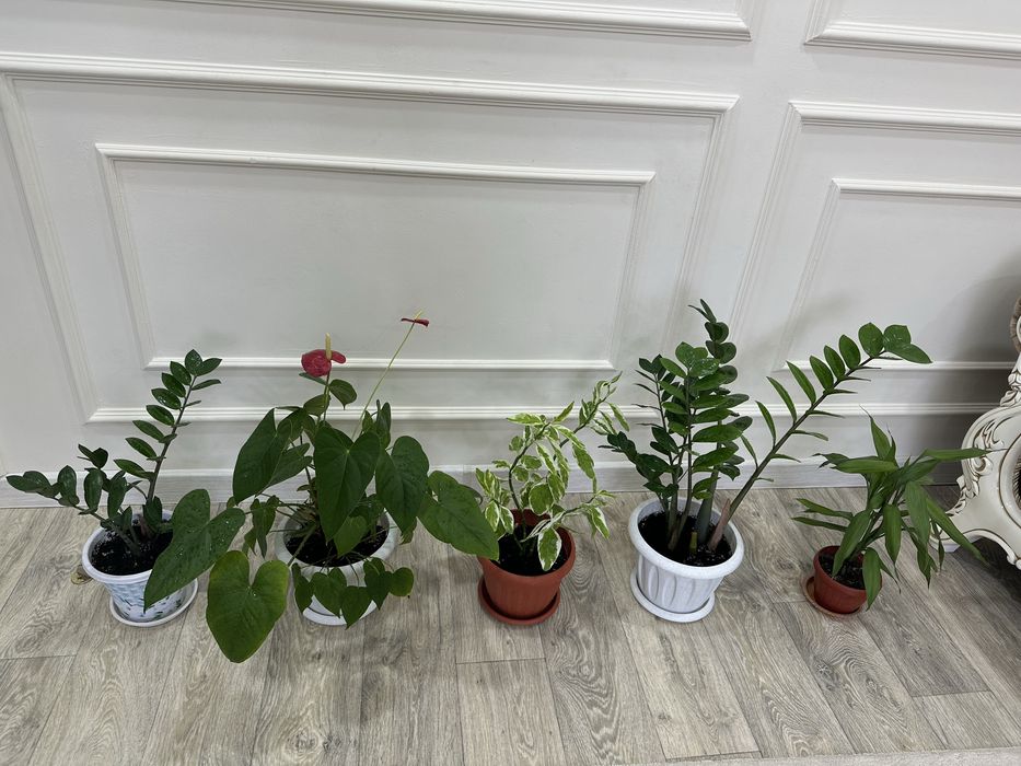 Продам комнатные цветы все по 3тыс