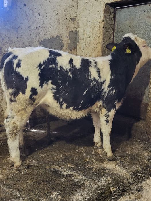 Vand doi vitei intarcati