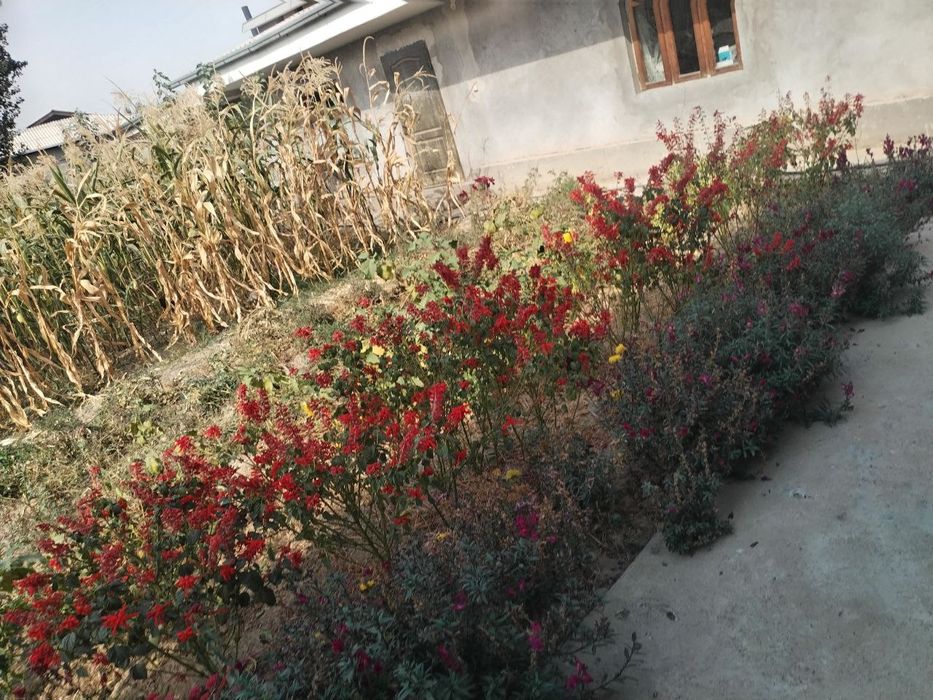 Uchastka sotiladi Bordonkul tomonda