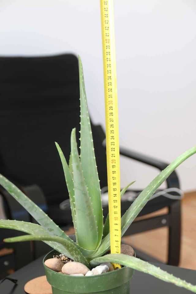 Aloe Vera de vanzare