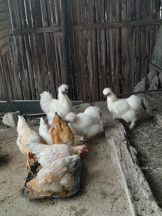 Găini și pui de vânzare.