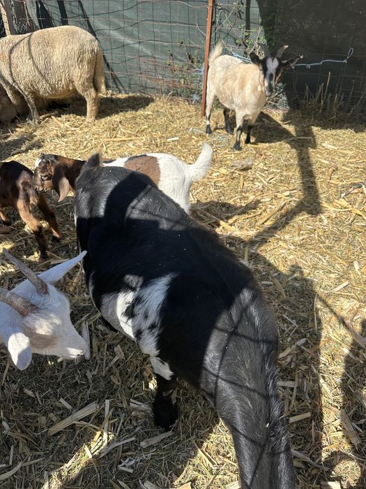 Capre si iezi de vânzare am si iezi mari si mici caprele sunt grase…