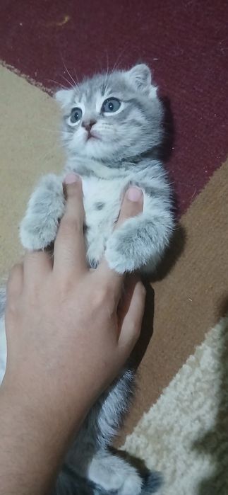 Срочно продам котят скоттиш фолд