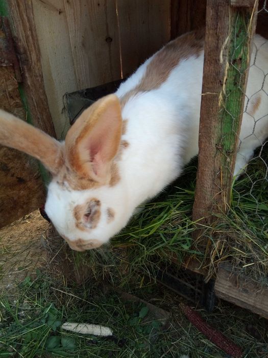 Vind iepuri fluture german