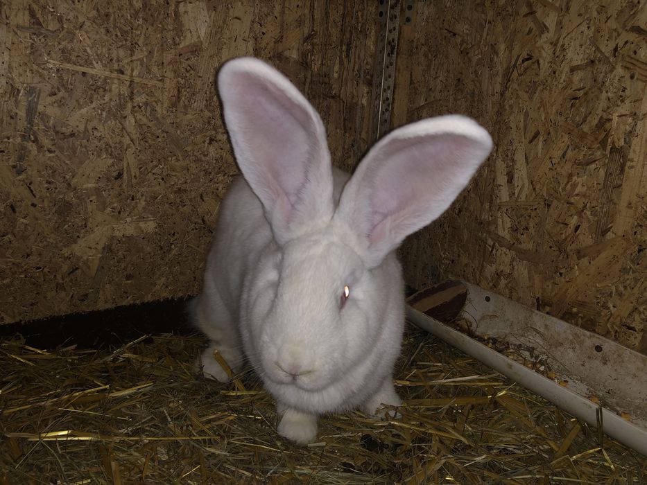 Doua femele urias german alb