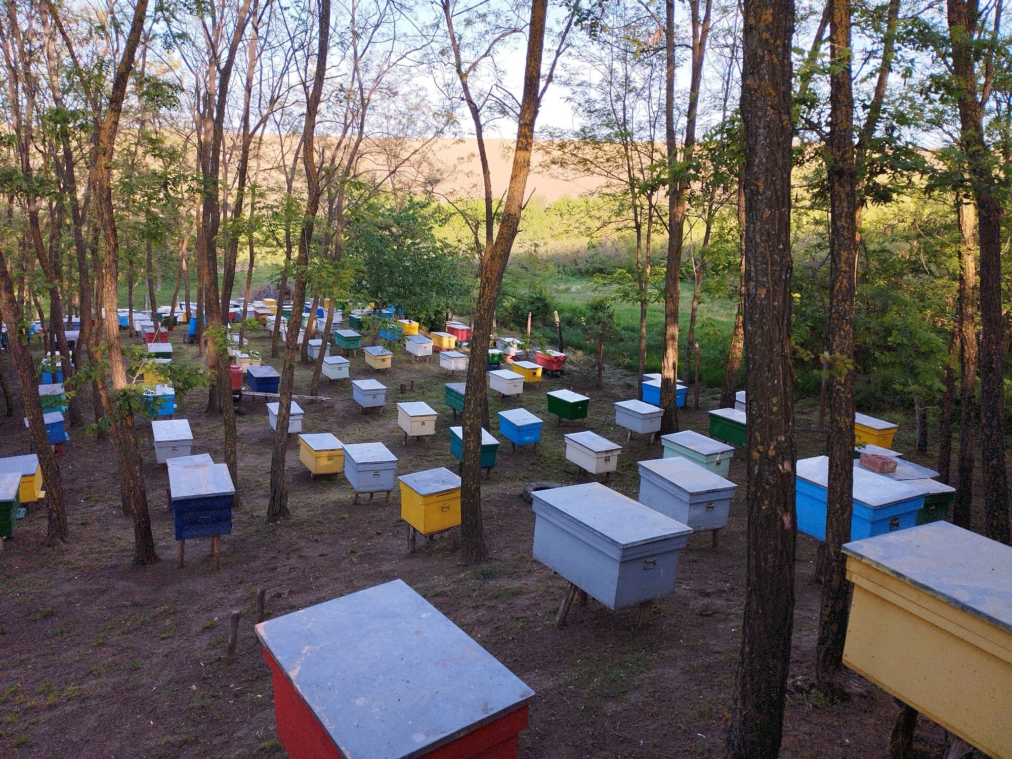 Vând stupi orizontali (de la 20-24 rame)