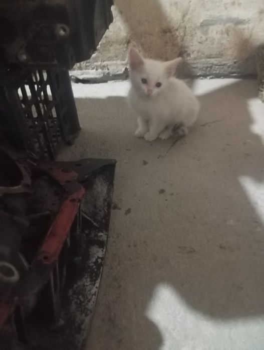 Дарю котят!Отдам