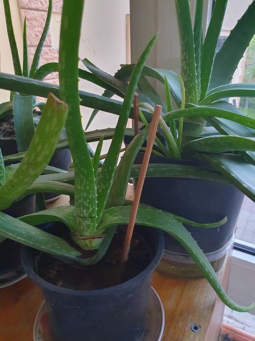 Алое вера Алматы