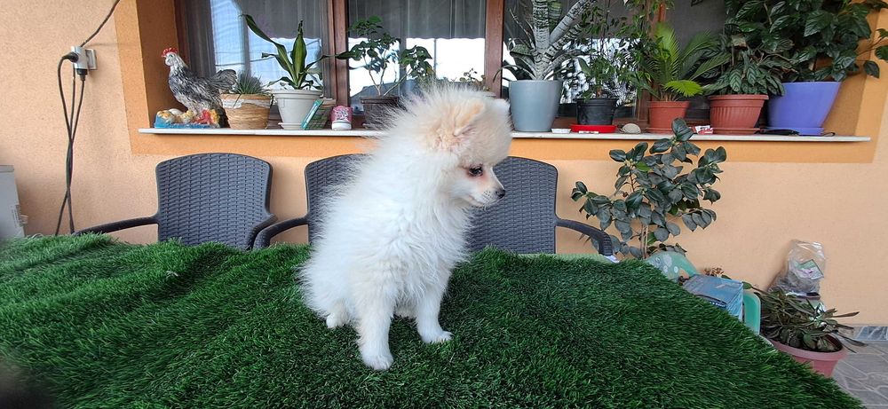 Померанчета  тип топ