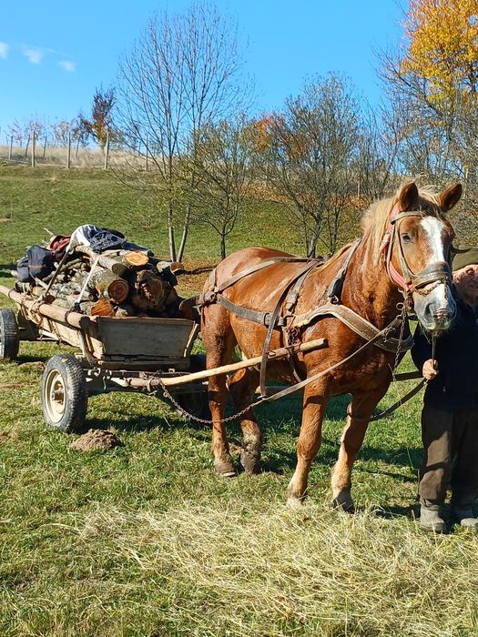 De vânzare cal pentru gospodărie