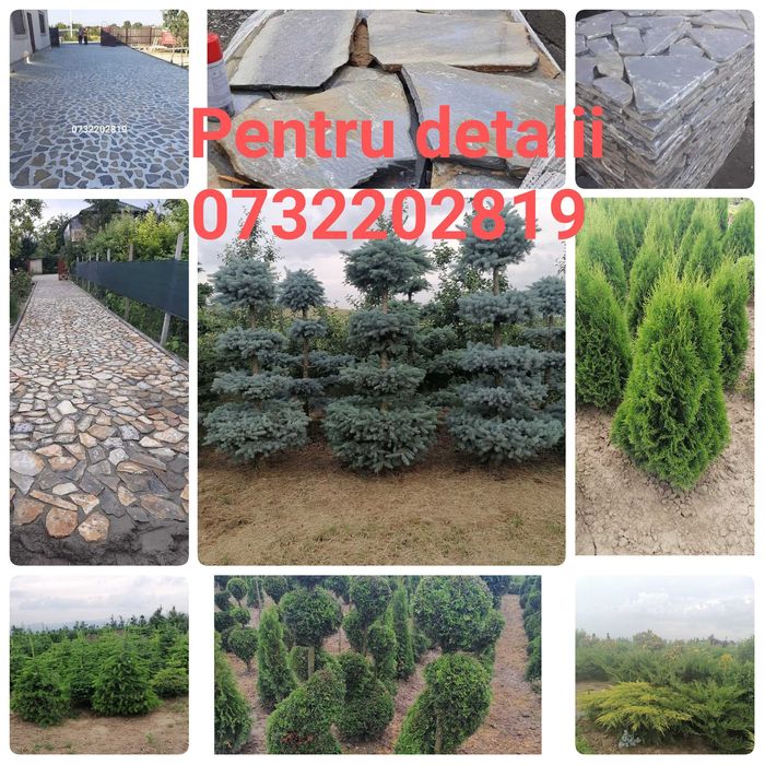 Tuia, Brazi, Gazon, Mesteacăn