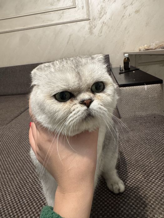 Кошки , Котята Отдам бесплатно Шотландский